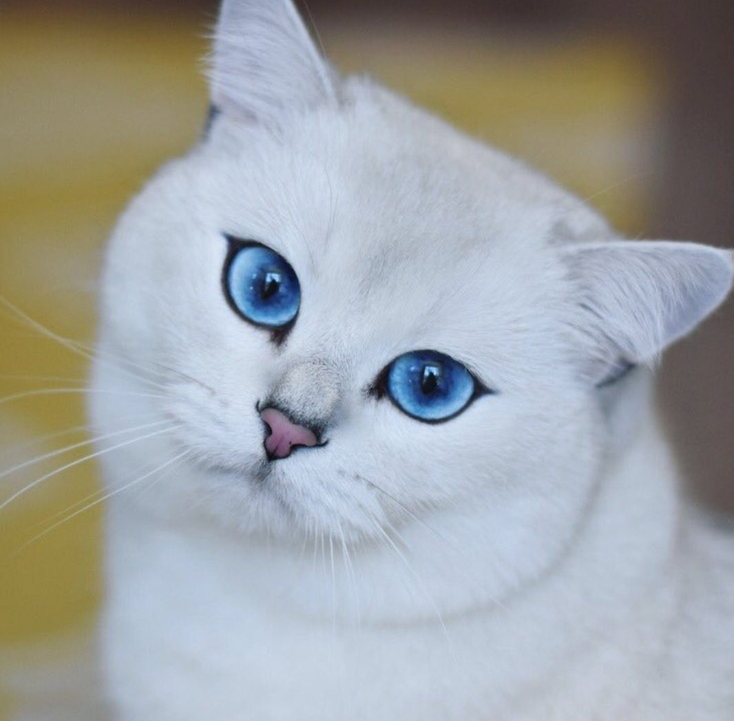 Белая шиншилла кошка с голубыми глазами - 80 фото