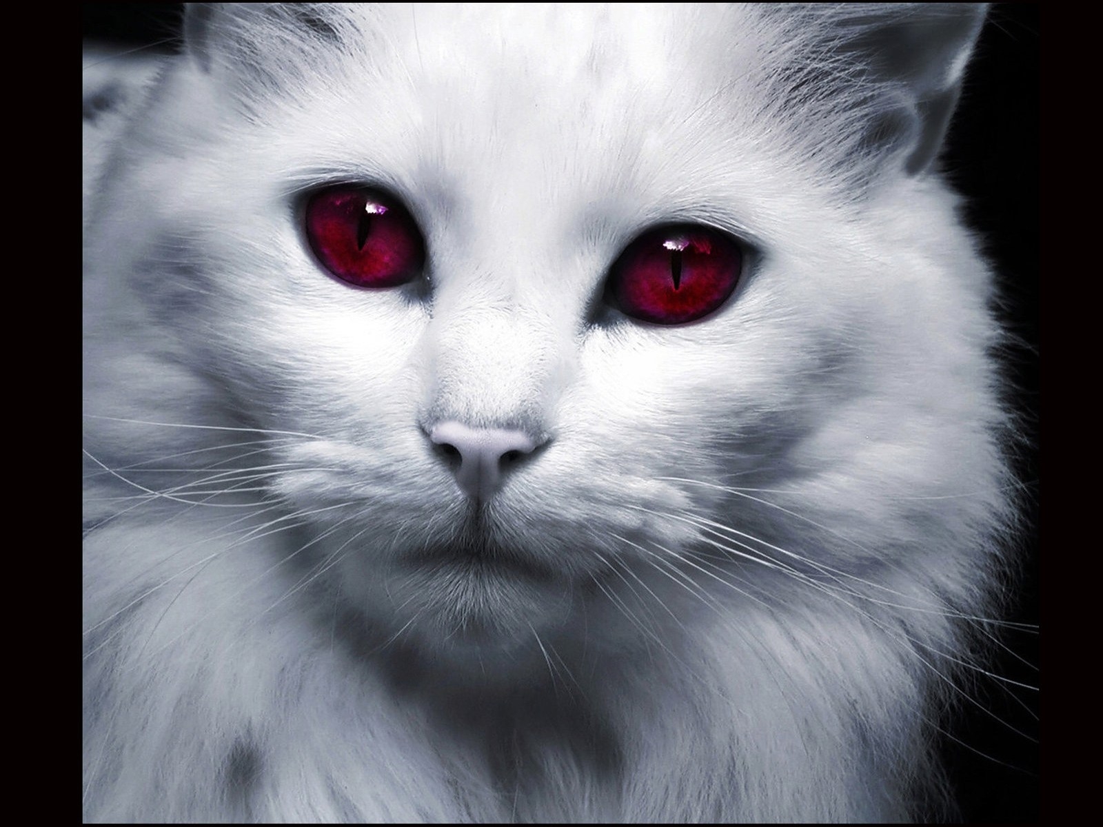 Кот с красными глазами - 78 фото