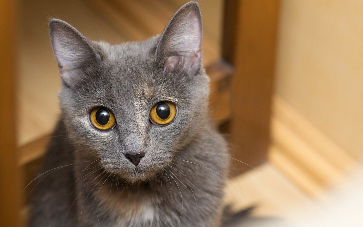 Пушистая серая кошка с желтыми глазами - 67 фото