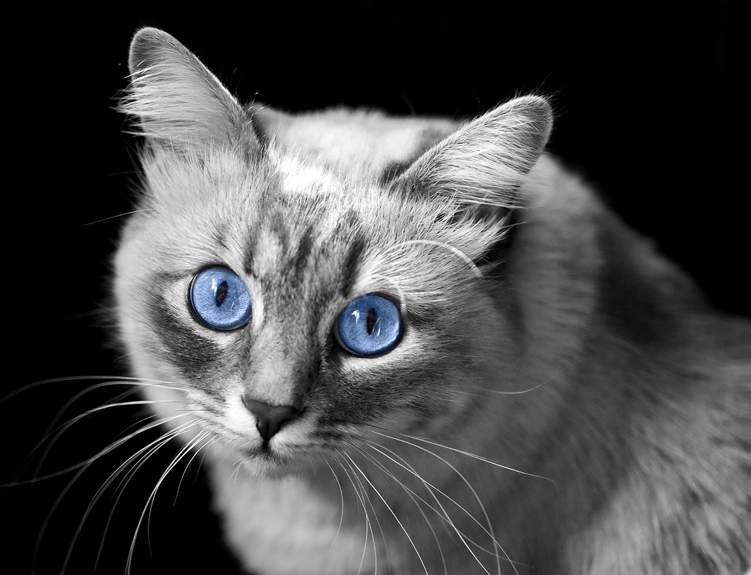 Серая кошка с голубыми глазами порода - 79 фото