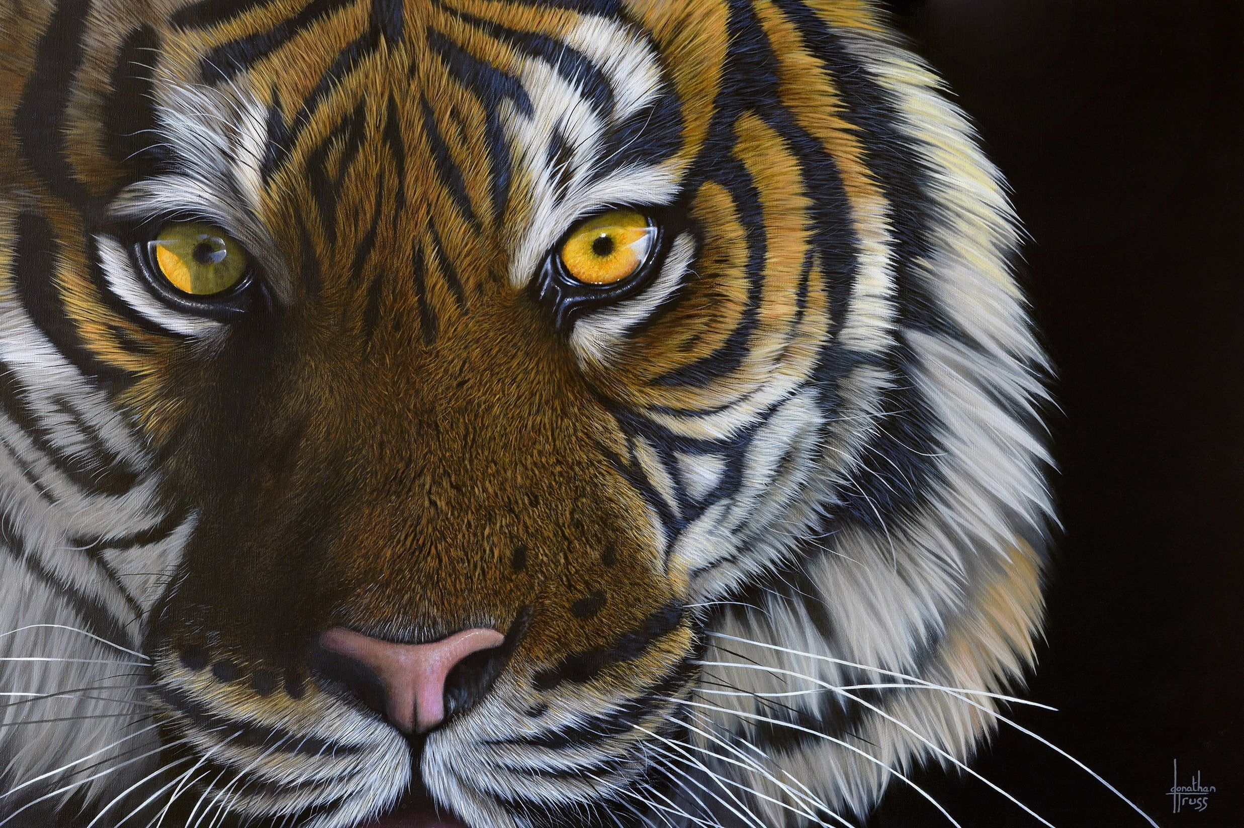 Жёлтый глаз тигра: подборка картинок