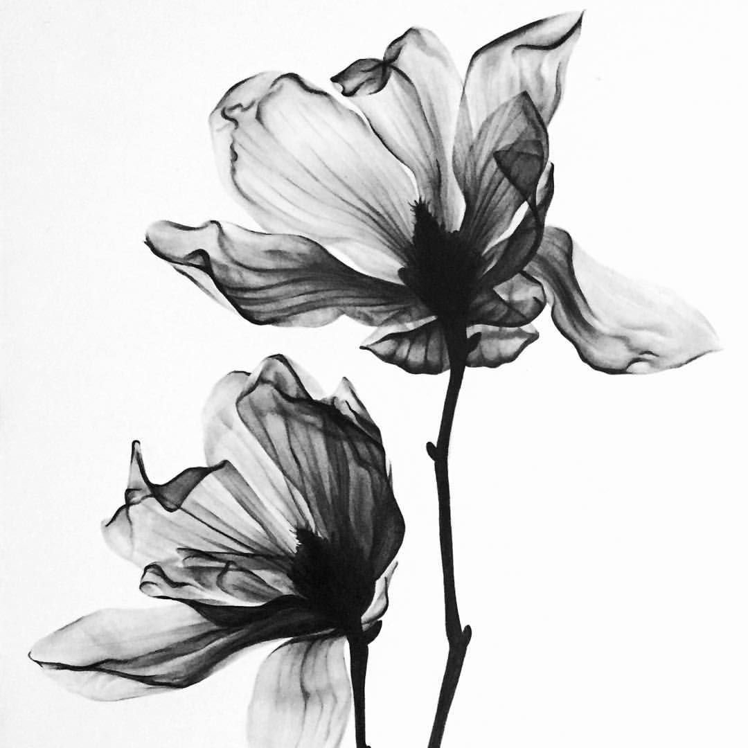 Черно белые цветы (73 фото)