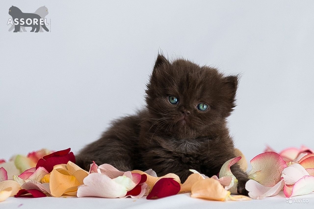 Шоколадный котенок с голубыми глазами - 72 фото