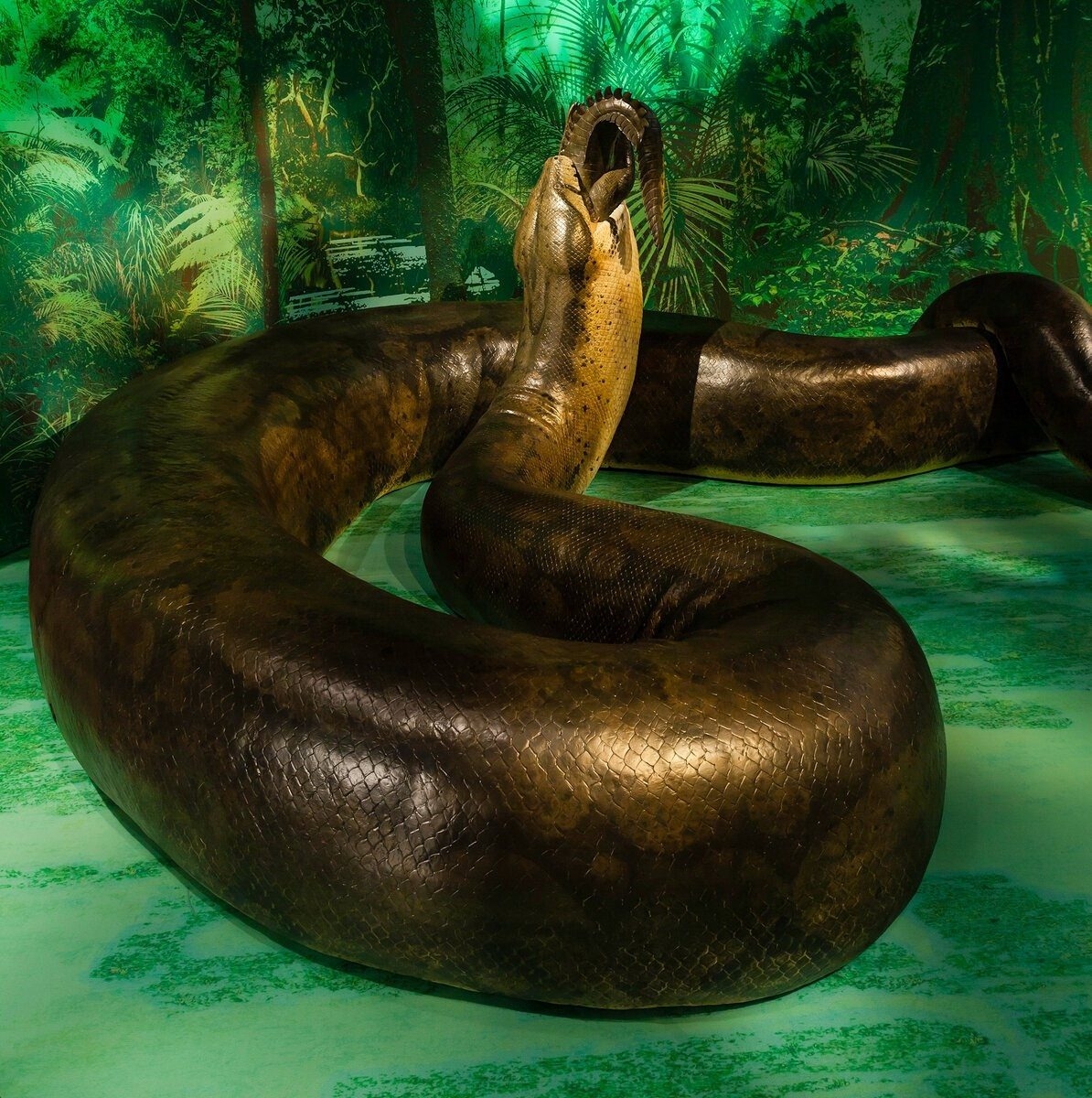 Большая змея в мире за всю историю. ТИТАНОБОА. ТИТАНОБОА змея. Древняя змея ТИТАНОБОА. ТИТАНОБОА змея и Анаконда.