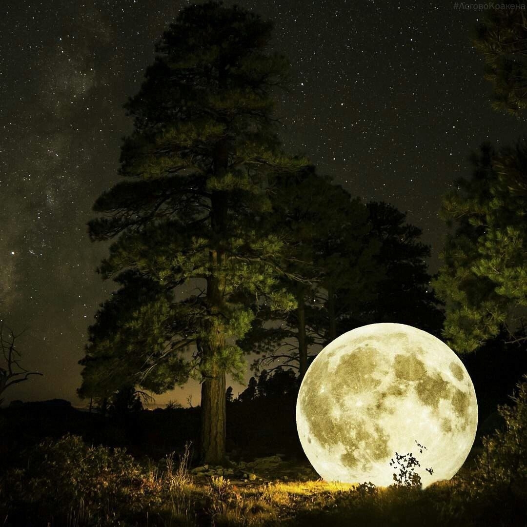В тихую лунную ночку выйду. Лунный пейзаж. Ночь лес Луна. Ночная Луна. Лес Освещенный луной.