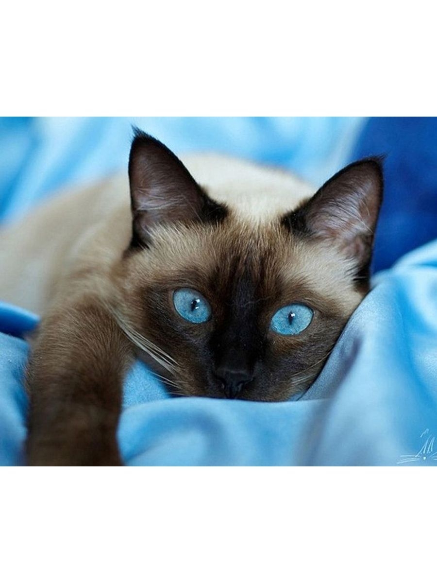 Сиамский кот с голубыми глазами - 72 фото