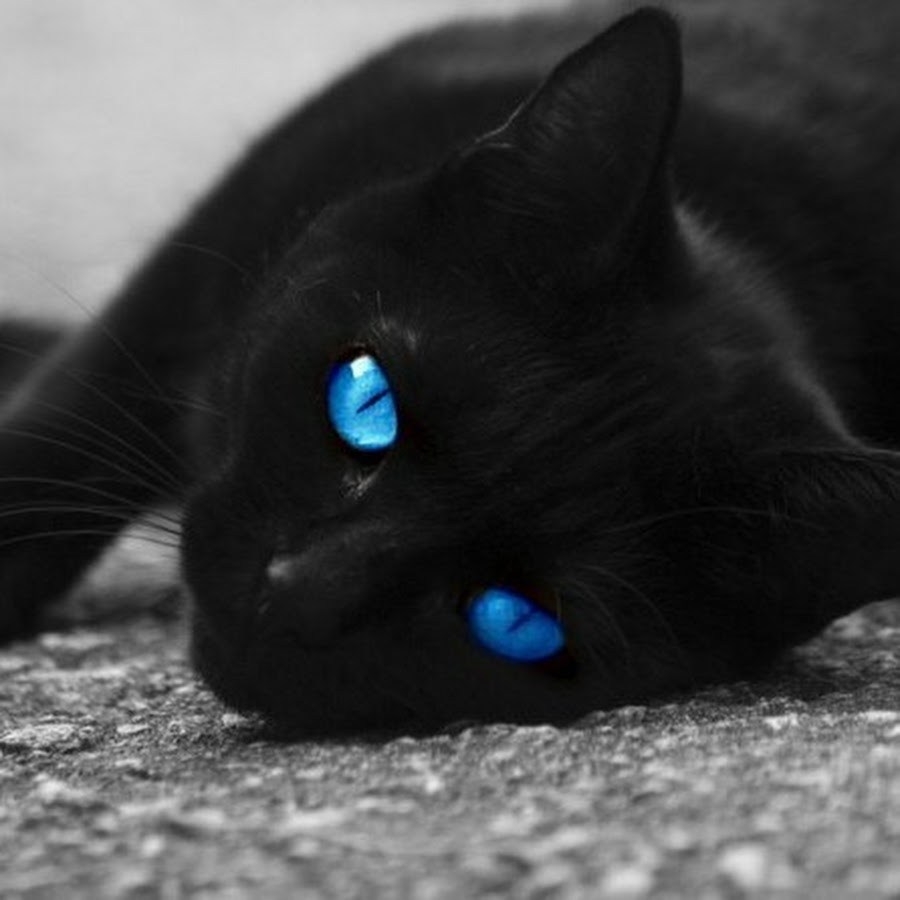 черный кот с синими глазами