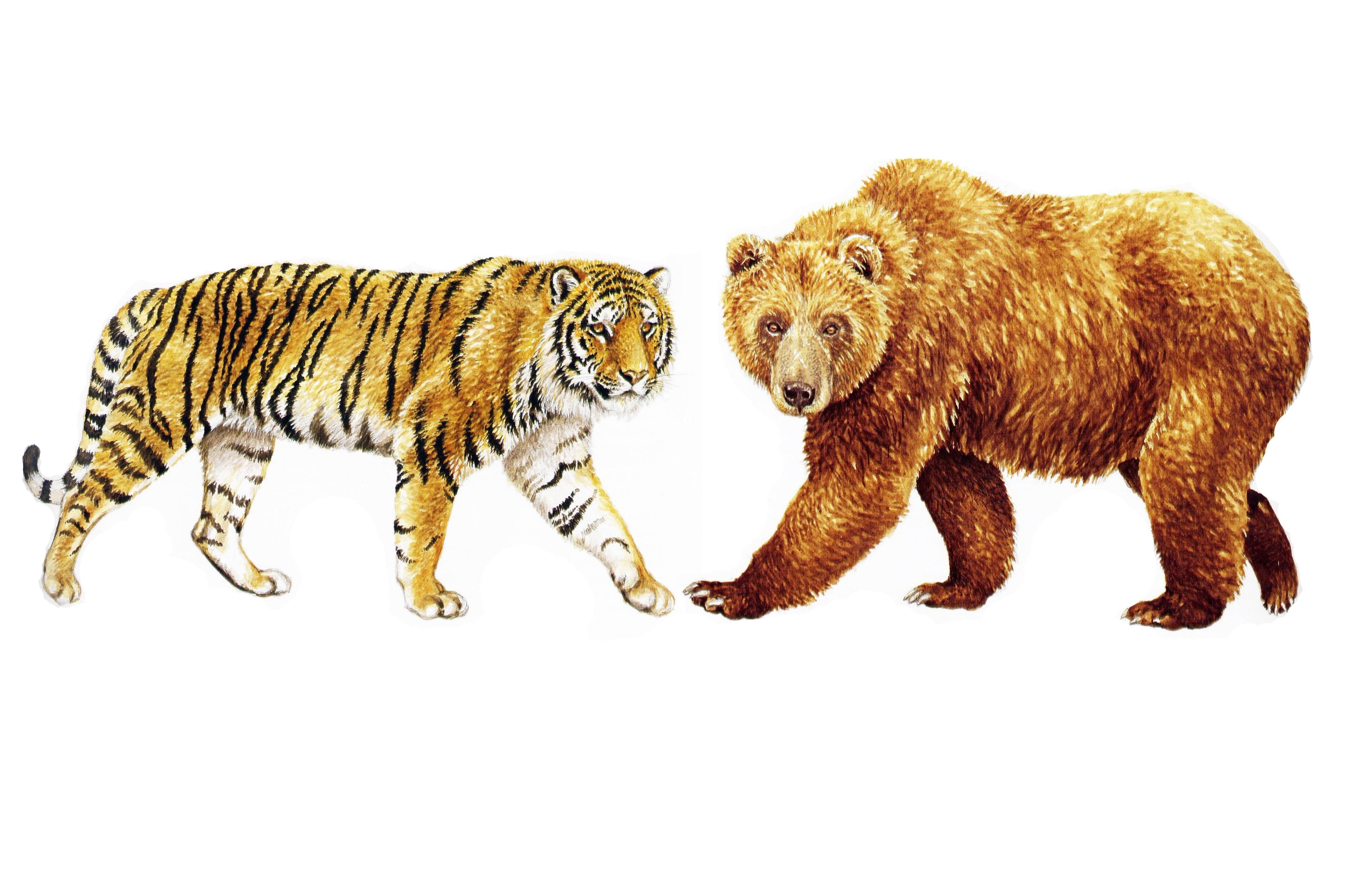 Тигр волк лиса. Амурский тигр и бурый медведь. Тигр и медведь. Волк тигр медведь. Лев и тигр.