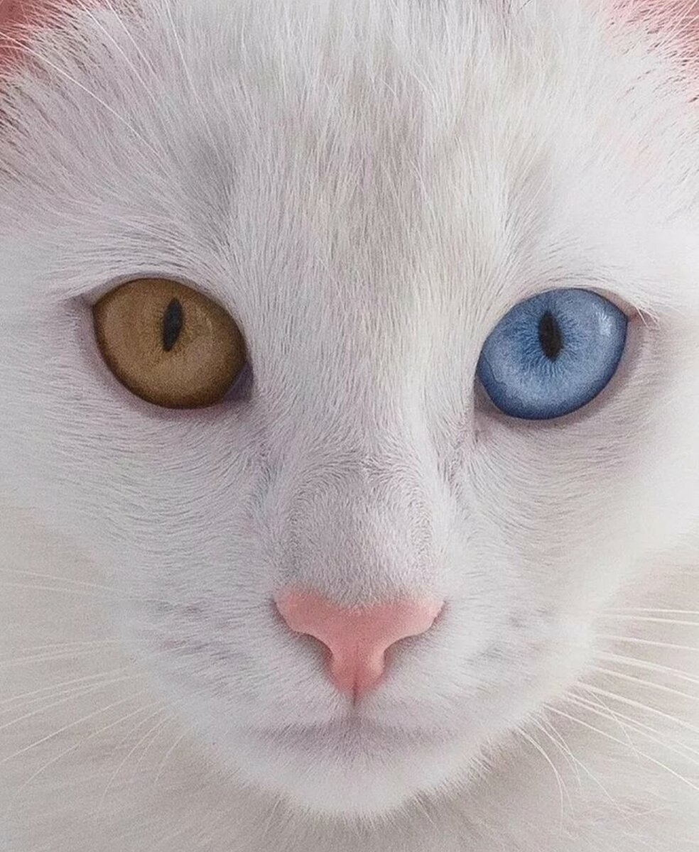 Разный цвет глаз у кошек - 78 фото