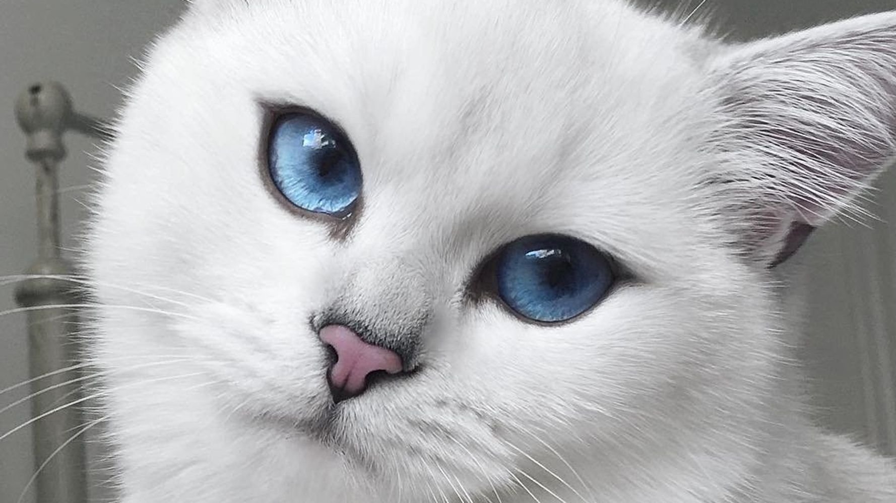 белый кот с голубыми глазами