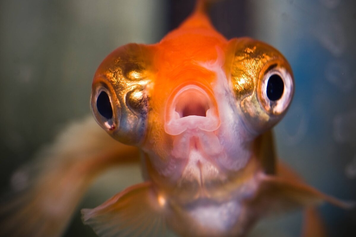 золотая рыбка с выпученными глазами