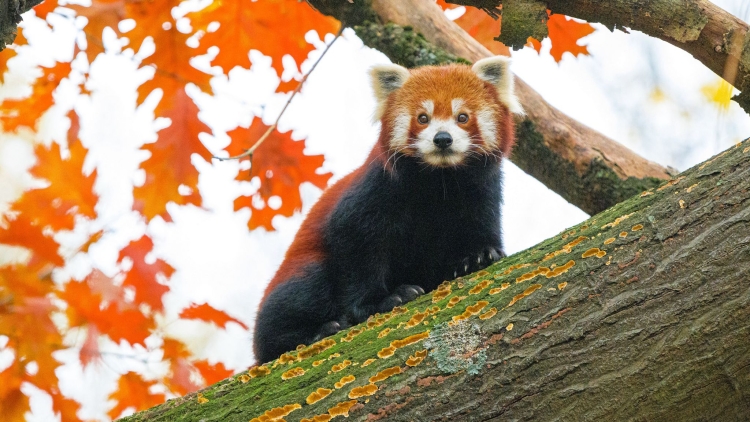 Красная панда в лесу
