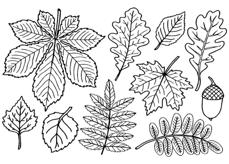 Многоразовая раскраска «Листья деревьев»