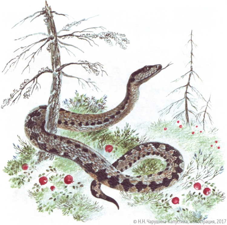 Маленькая коричневая змея в лесу