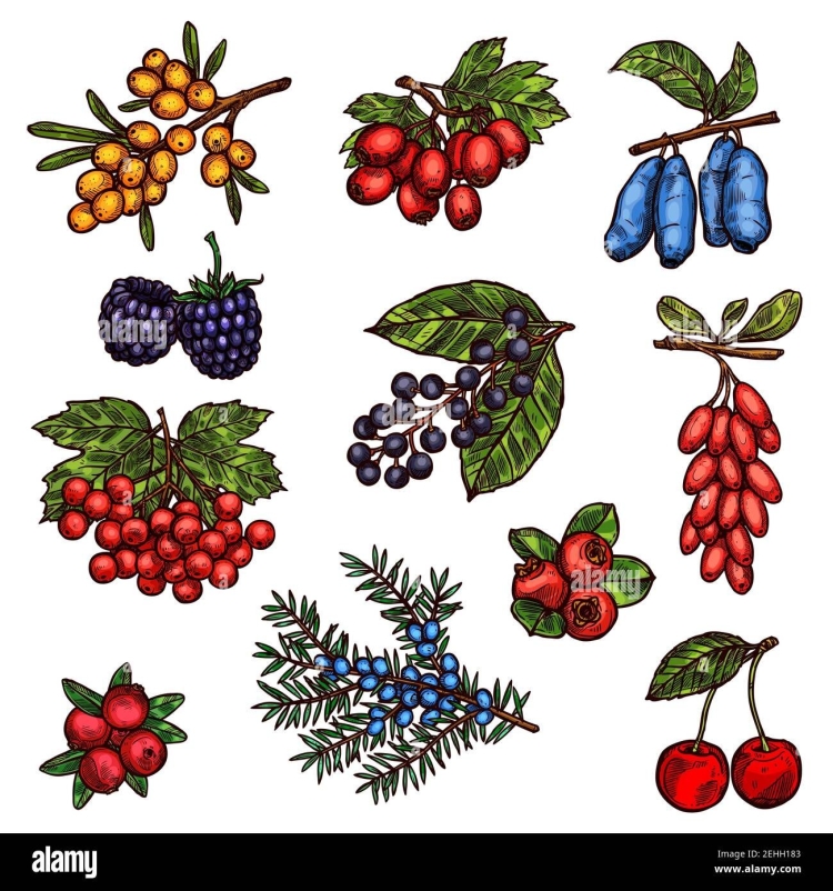 Осенние ягоды и фрукты