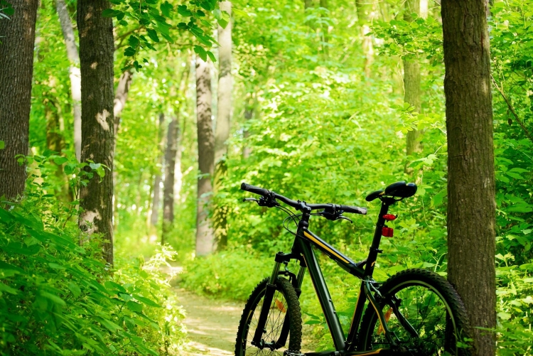 Горный велосипед по лесу