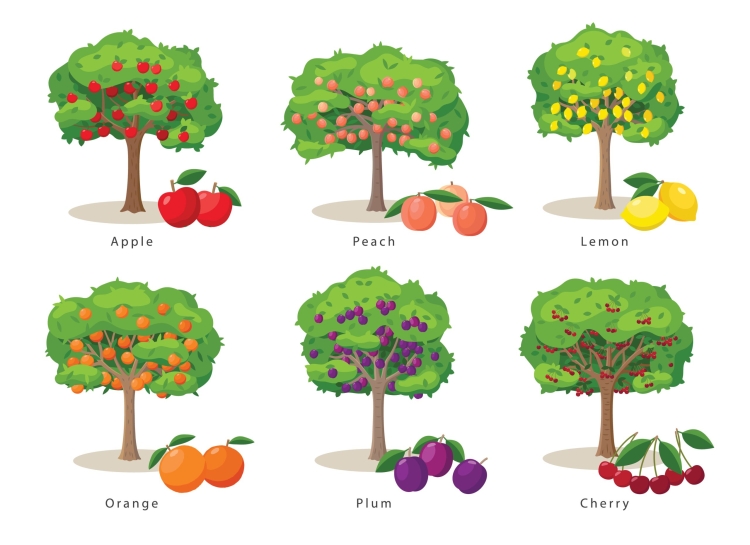 Плодовые деревья леса
