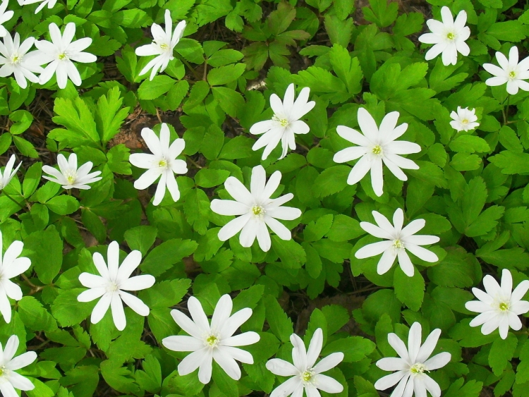 Маленькие белые цветочки в лесу