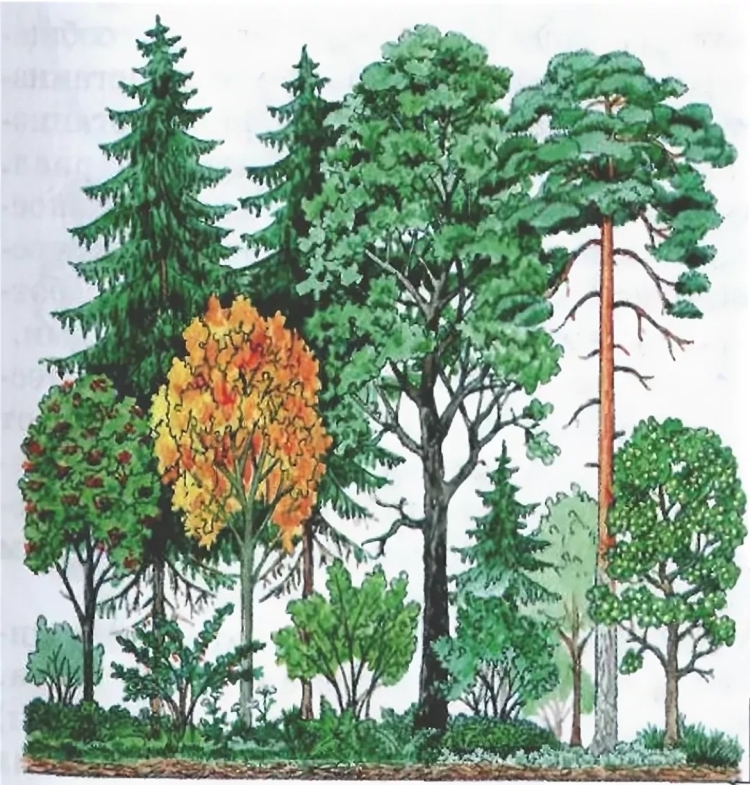 Низкорослые деревья смешанного леса