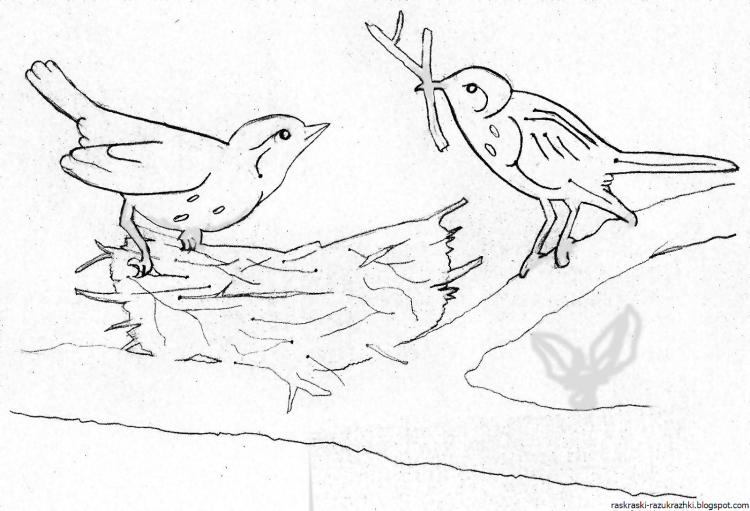 Весна перелетные птицы рисунок