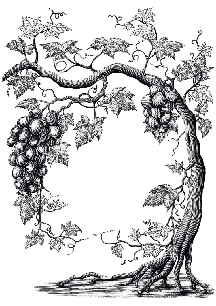 Виноградный лес