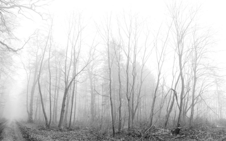 Туманный белый лес