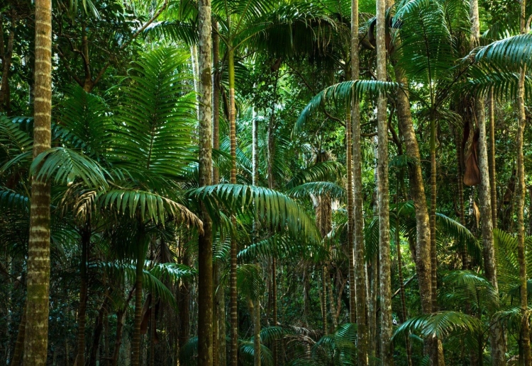 Деревья экваториального леса