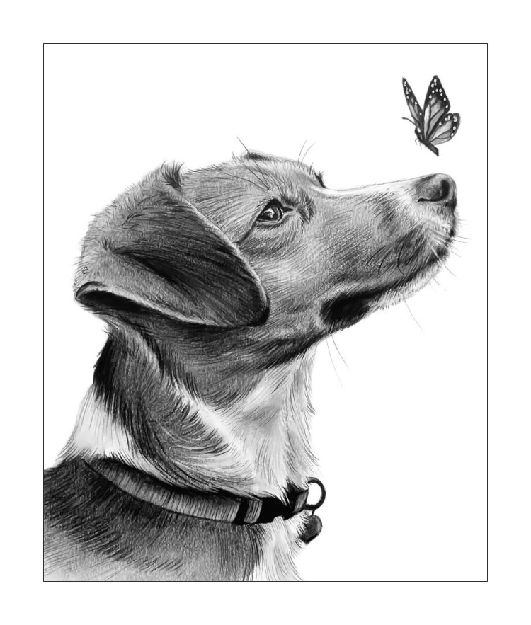 Собачка с бабочкой рисунок