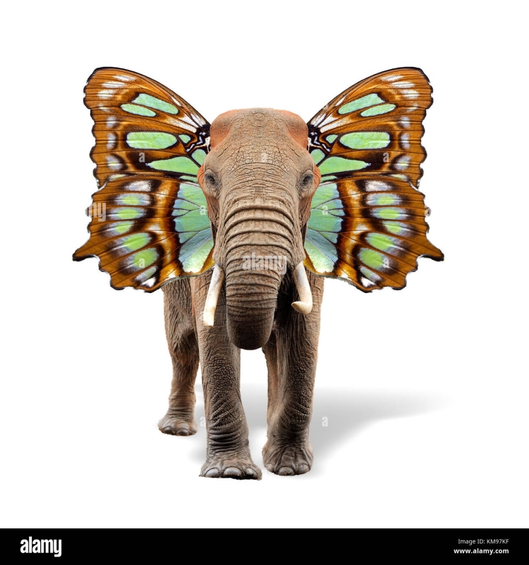 Слон с ушами бабочки рисунок