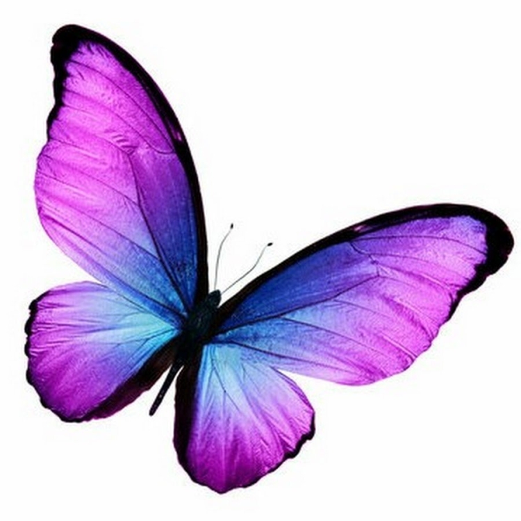 Сиреневая бабочка рисунок