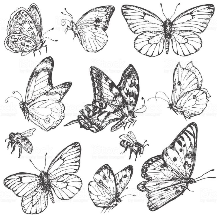 Сидящая бабочка рисунок