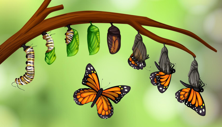 Рождение бабочки рисунок