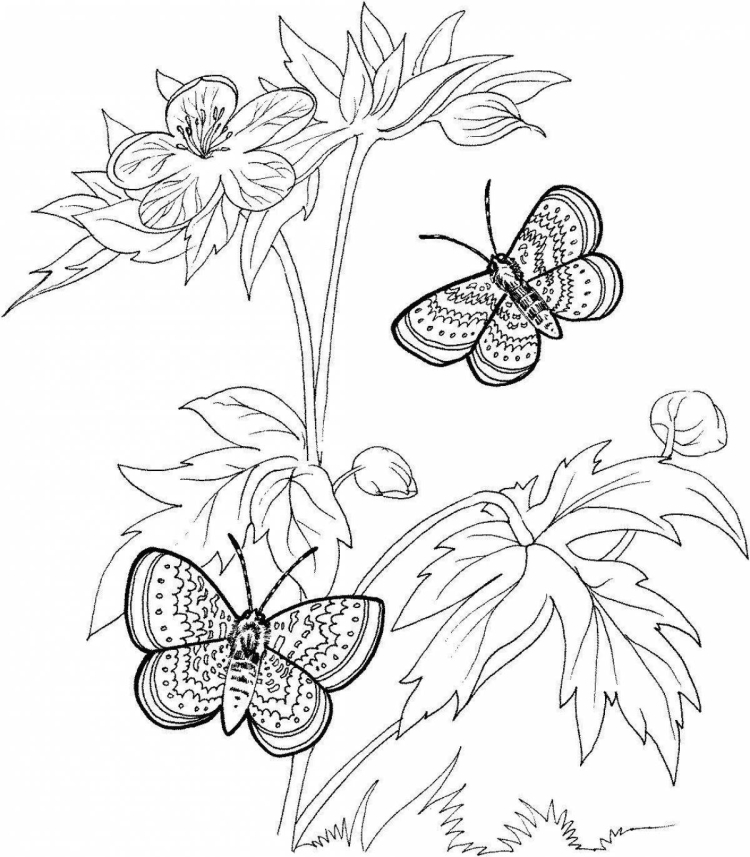 Раскраска с трафаретом для девочек. Цветы и бабочки