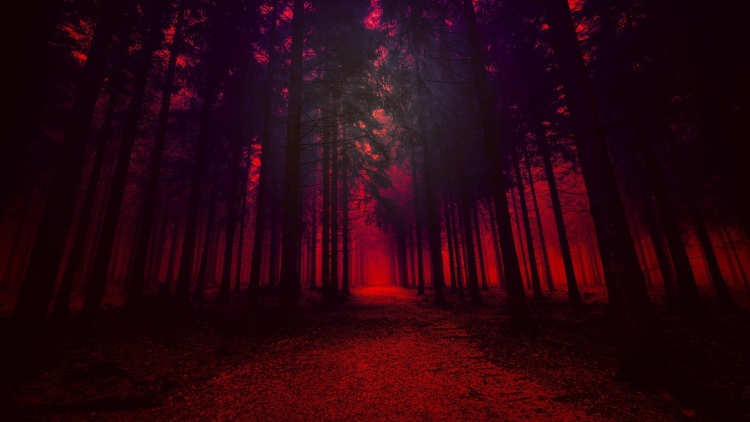 Красный свет в лесу
