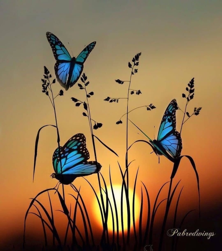 Пейзаж с бабочками рисунок