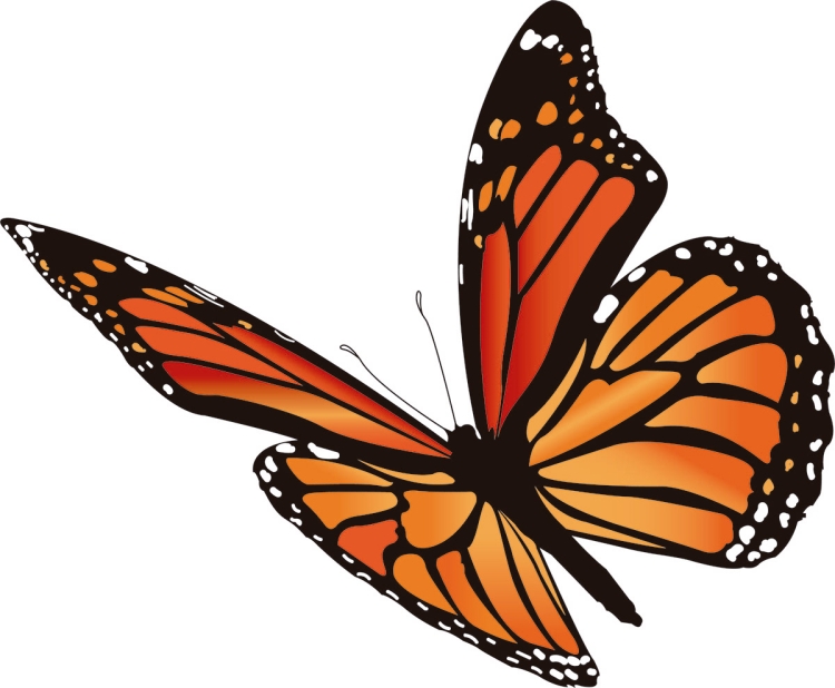 Оранжевая бабочка рисунок