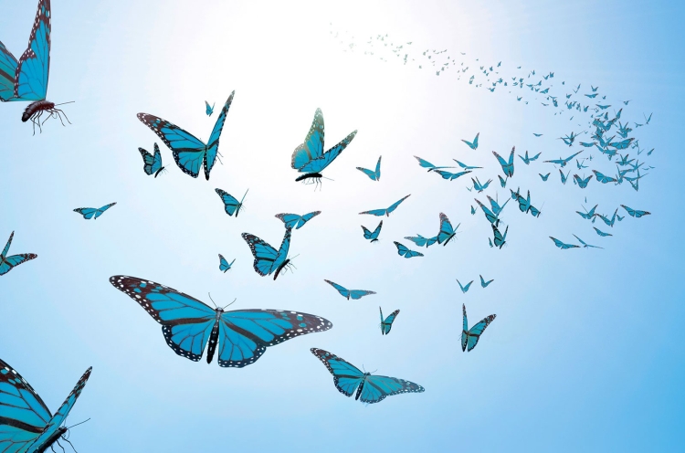 Летающая бабочка рисунок