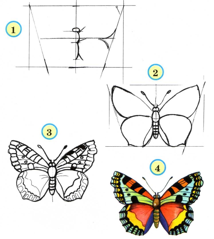 Красивая бабочка рисунок поэтапно