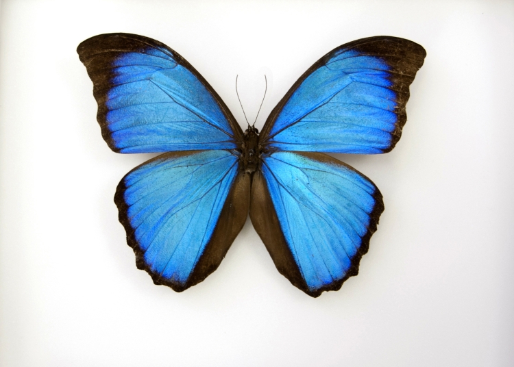 Бабочка синего цвета рисунок