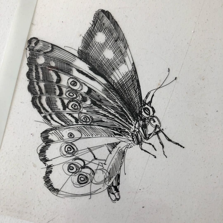 Бабочка рисунок ручкой
