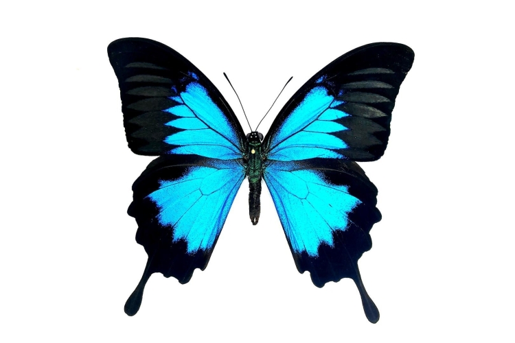 Бабочка парусник рисунок