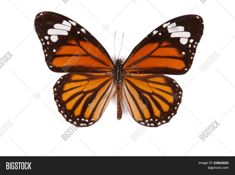 Бабочка оранжевая с черными пятнами рисунок
