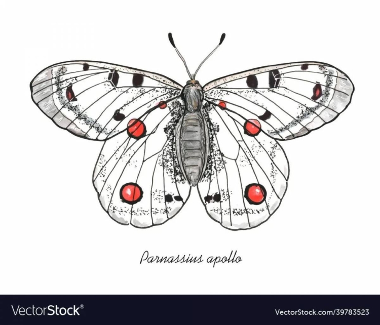 Бабочка аполлон рисунок