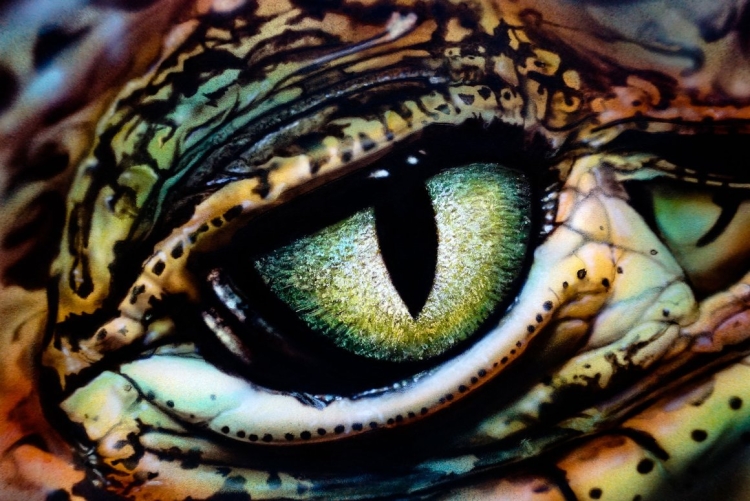 Глаз ящерицы рисунок
