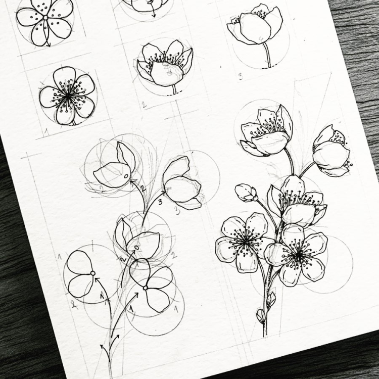 Цветок легкий рисунок для срисовки