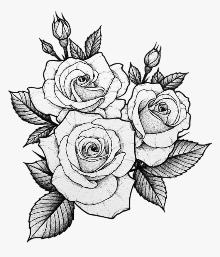 Рисунки цветы розы для срисовки