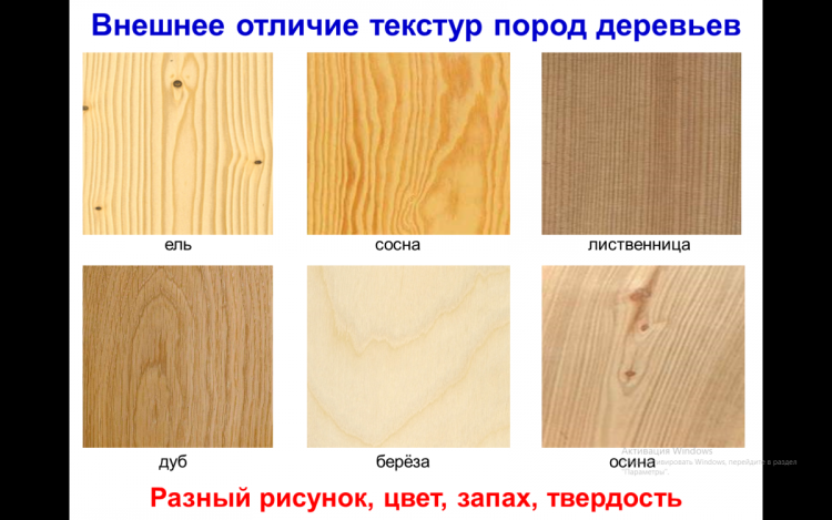 Рисунок древесины разных пород