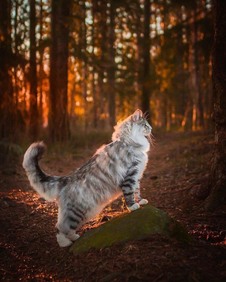 Пестрая кошка в лесу