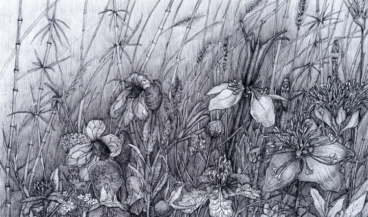 Рисунки карандашом природа цветы