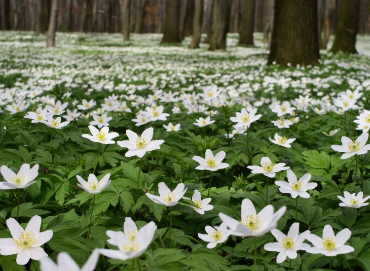 Белый цветок в лесу